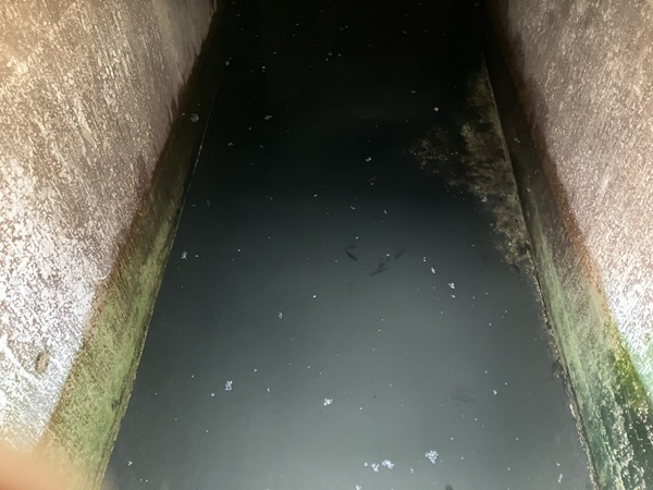 雨水タンク清掃前